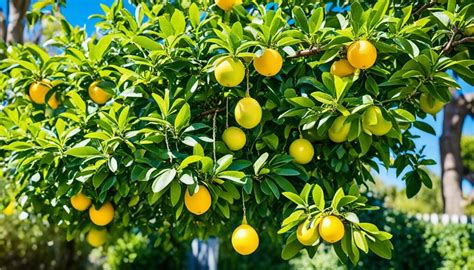 hur ofta ska man plantera om citronträd